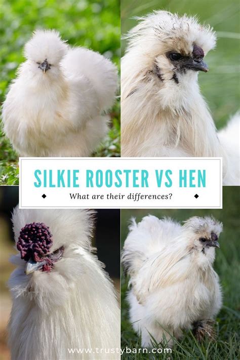 male vs female silkie chickens|silkie pullet vs cockerel.